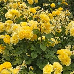 Meet your Posher, Maddie